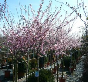 Třešeň 'Okame' - Prunus 'Okame'