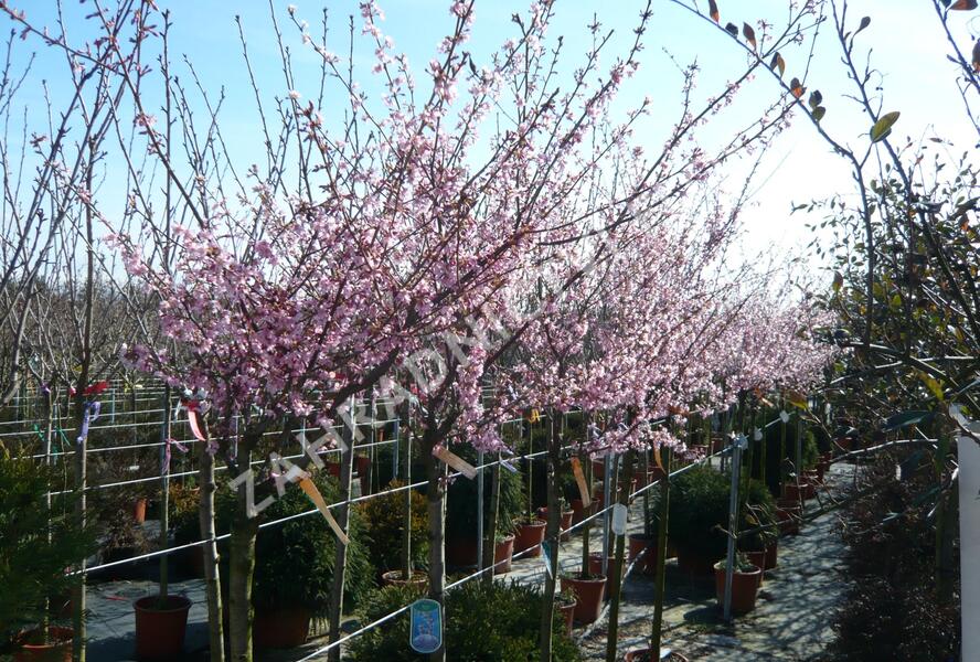Třešeň taiwanská 'Okame' - Prunus × incam 'Okame'