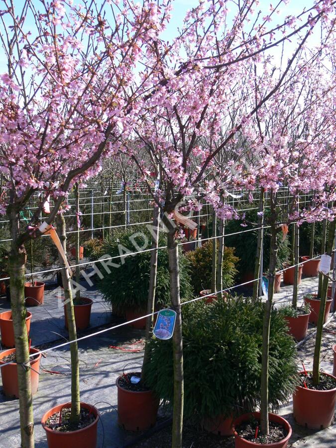 Třešeň 'Okame' - Prunus 'Okame'