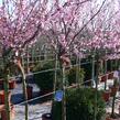 Třešeň 'Okame' - Prunus 'Okame'