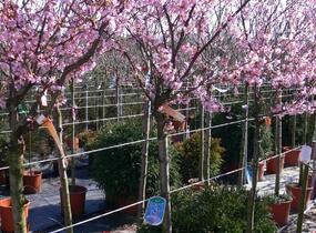 Třešeň taiwanská 'Okame' - Prunus × incam 'Okame'
