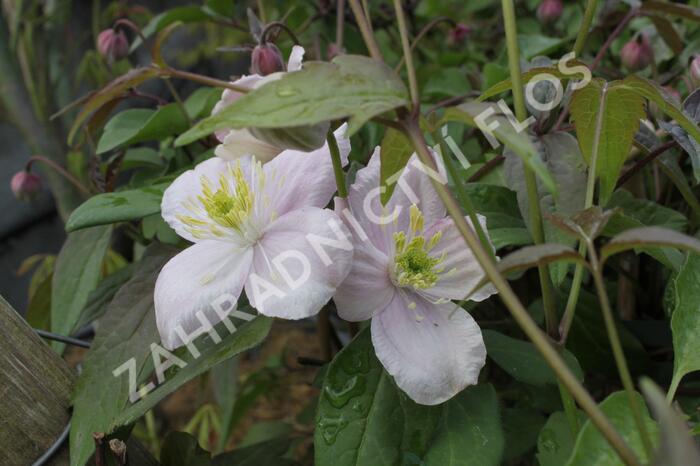 Plamének horský 'Tetrarose' - Clematis montana 'Tetrarose'