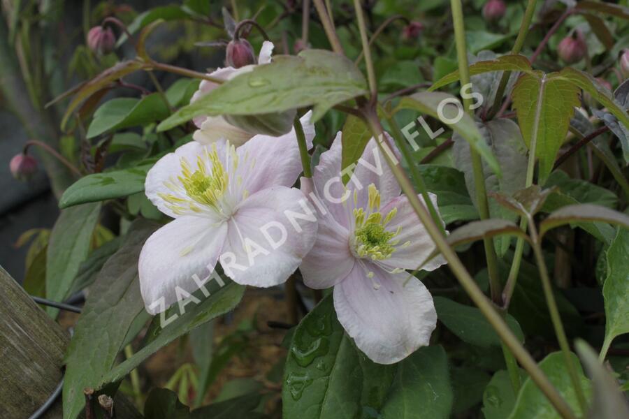 Plamének horský 'Tetrarose' - Clematis montana 'Tetrarose'