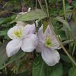 Plamének horský 'Tetrarose' - Clematis montana 'Tetrarose'