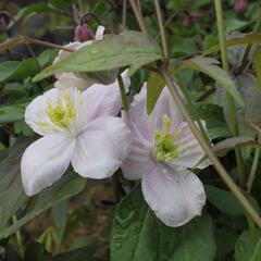 Plamének horský 'Tetrarose' - Clematis montana 'Tetrarose'