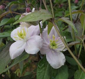 Plamének horský 'Tetrarose' - Clematis montana 'Tetrarose'