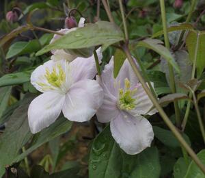 Plamének horský 'Tetrarose' - Clematis montana 'Tetrarose'