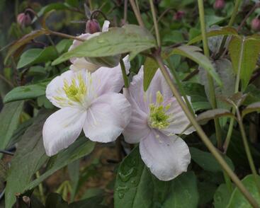 Plamének horský 'Tetrarose'