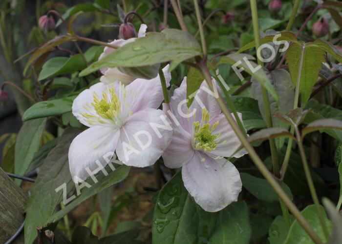 Plamének horský 'Tetrarose' - Clematis montana 'Tetrarose'