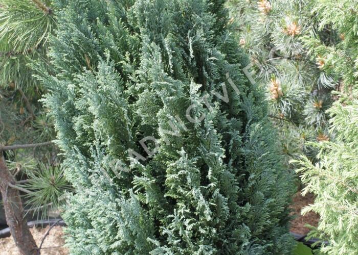 Cypřišek Lawsonův 'Ellwood's Gold' - Chamaecyparis lawsoniana 'Ellwood's Gold'