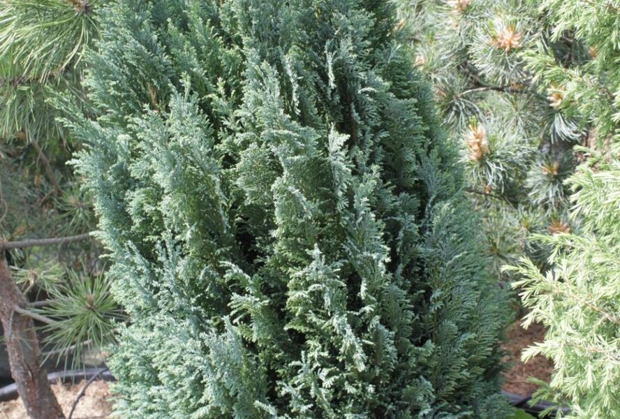 Cypřišek Lawsonův 'Ellwood's Gold' - Chamaecyparis lawsoniana 'Ellwood's Gold'