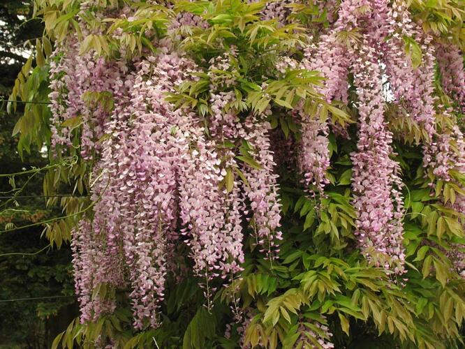 Vistárie květnatá 'Pink Ice' - Wisteria floribunda 'Pink Ice'