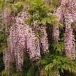 Vistárie květnatá 'Pink Ice' - Wisteria floribunda 'Pink Ice'