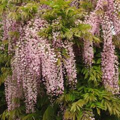 Vistárie květnatá 'Pink Ice' - Wisteria floribunda 'Pink Ice'