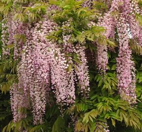 Vistárie květnatá 'Pink Ice' - Wisteria floribunda 'Pink Ice'