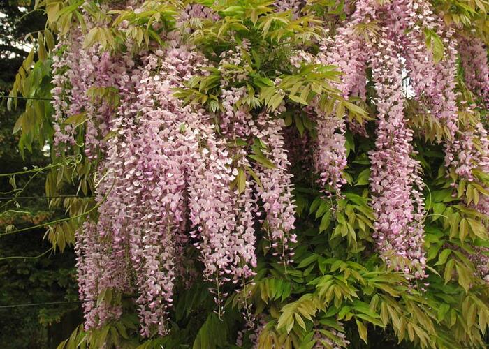 Vistárie květnatá 'Pink Ice' - Wisteria floribunda 'Pink Ice'