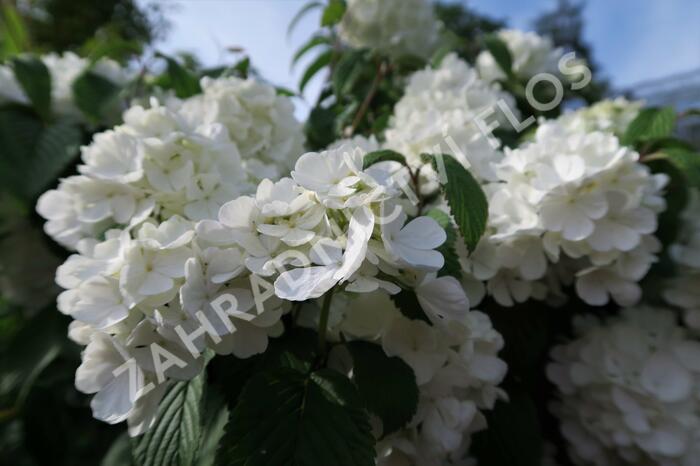 Kalina japonská 'Newport' - Viburnum plicatum 'Newport'