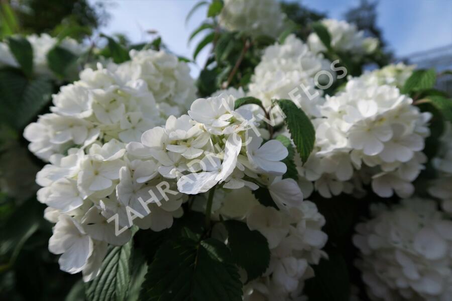 Kalina japonská 'Newport' - Viburnum plicatum 'Newport'