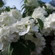 Kalina japonská 'Newport' - Viburnum plicatum 'Newport'