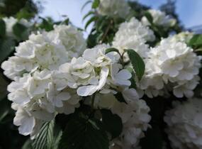 Kalina japonská 'Newport' - Viburnum plicatum 'Newport'