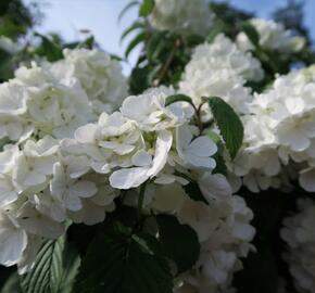 Kalina japonská 'Newport' - Viburnum plicatum 'Newport'