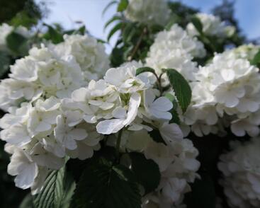 Kalina japonská 'Newport'