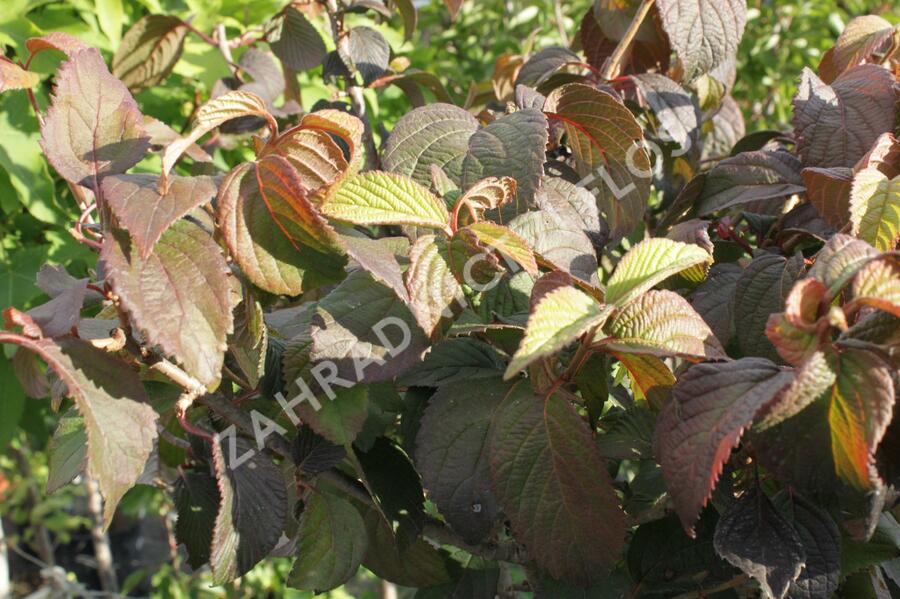 Kalina japonská 'Newport' - Viburnum plicatum 'Newport'