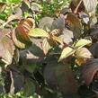 Kalina japonská 'Newport' - Viburnum plicatum 'Newport'