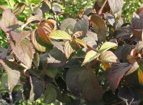 Kalina japonská 'Newport' - Viburnum plicatum 'Newport'