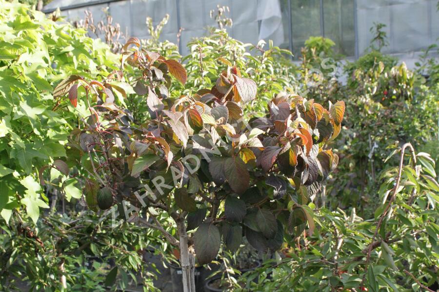 Kalina japonská 'Newport' - Viburnum plicatum 'Newport'