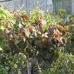 Kalina japonská 'Newport' - Viburnum plicatum 'Newport'