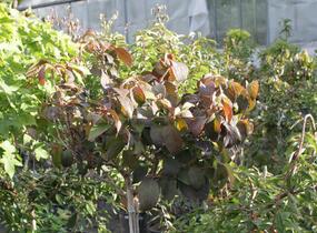 Kalina japonská 'Newport' - Viburnum plicatum 'Newport'