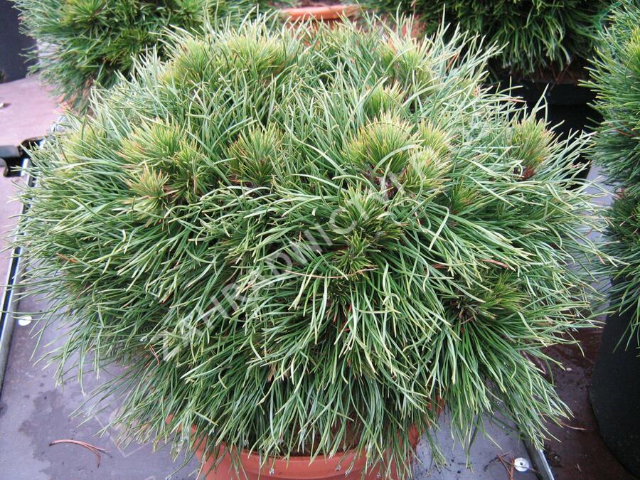 Borovice kleč 'Varella' - Pinus mugo 'Varella'