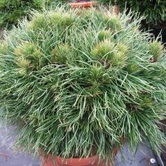 Borovice kleč 'Varella' - Pinus mugo 'Varella'