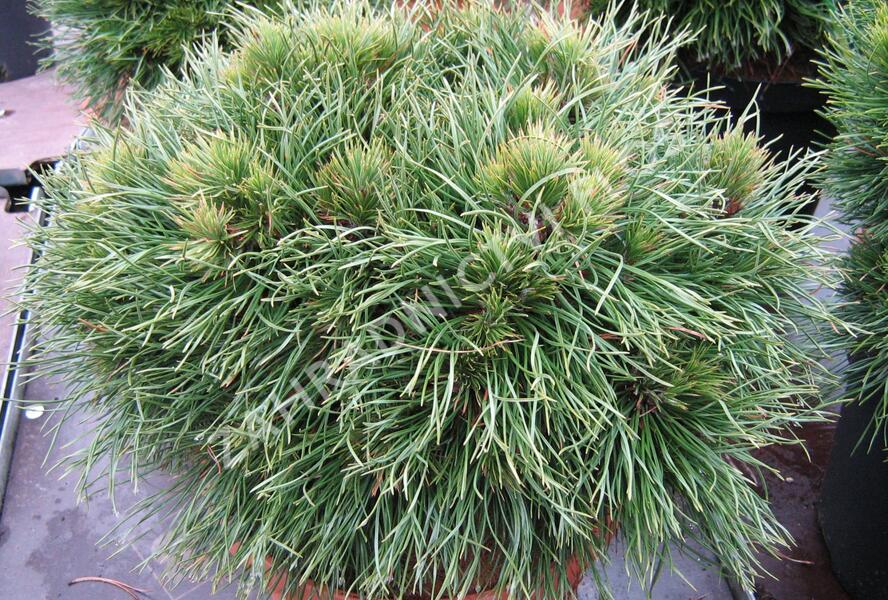 Borovice kleč 'Varella' - Pinus mugo 'Varella'