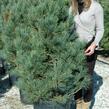 Borovice limba 'Glauca' - Pinus cembra 'Glauca'