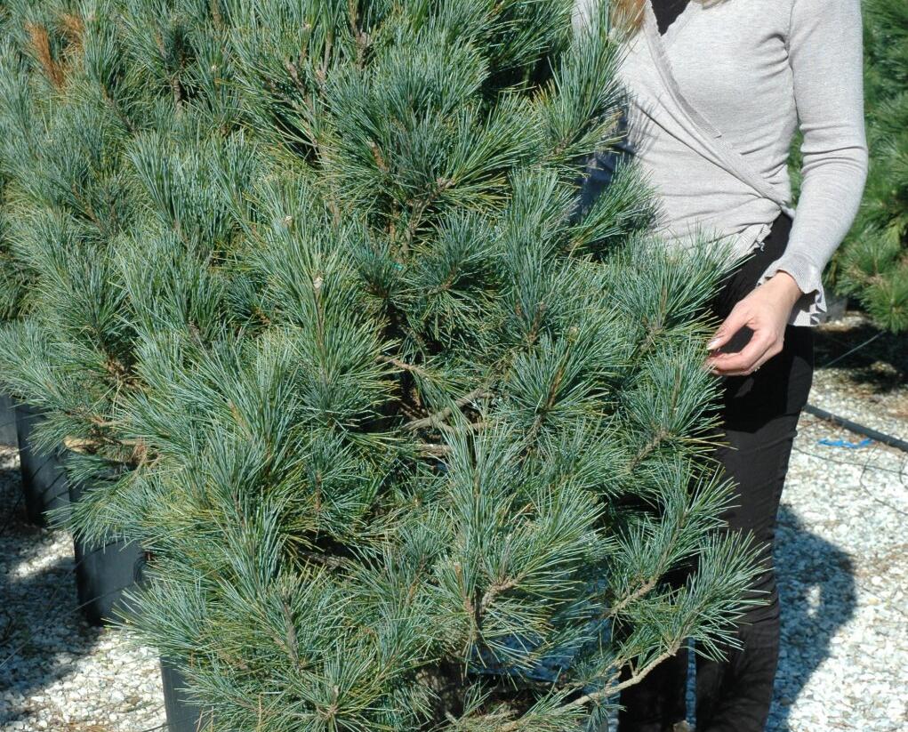 Borovice limba 'Glauca' - Pinus cembra 'Glauca'
