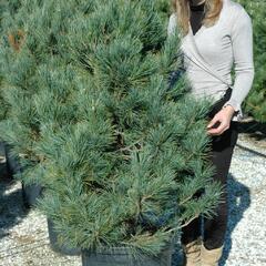 Borovice limba 'Glauca' - Pinus cembra 'Glauca'