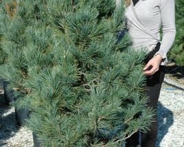 Borovice limba 'Glauca'
