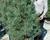 Borovice limba 'Glauca'