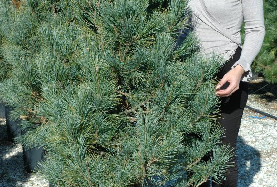 Borovice limba 'Glauca' - Pinus cembra 'Glauca'