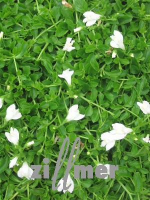 Mazus 'Albus' - Mazus reptans 'Albus'