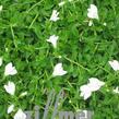 Mazus 'Albus' - Mazus reptans 'Albus'