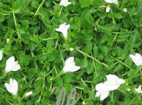 Mazus 'Albus' - Mazus reptans 'Albus'