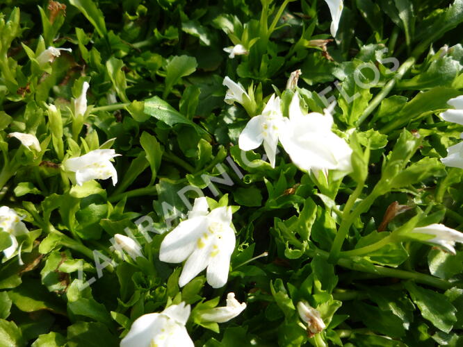 Mazus 'Albus' - Mazus reptans 'Albus'