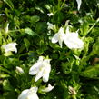 Mazus 'Albus' - Mazus reptans 'Albus'