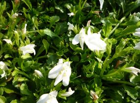 Mazus 'Albus' - Mazus reptans 'Albus'