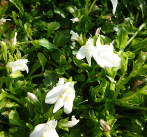 Mazus 'Albus' - Mazus reptans 'Albus'
