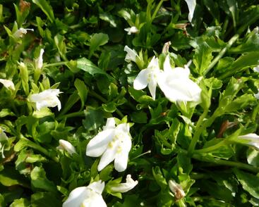 Mazus 'Albus'