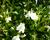 Mazus 'Albus'